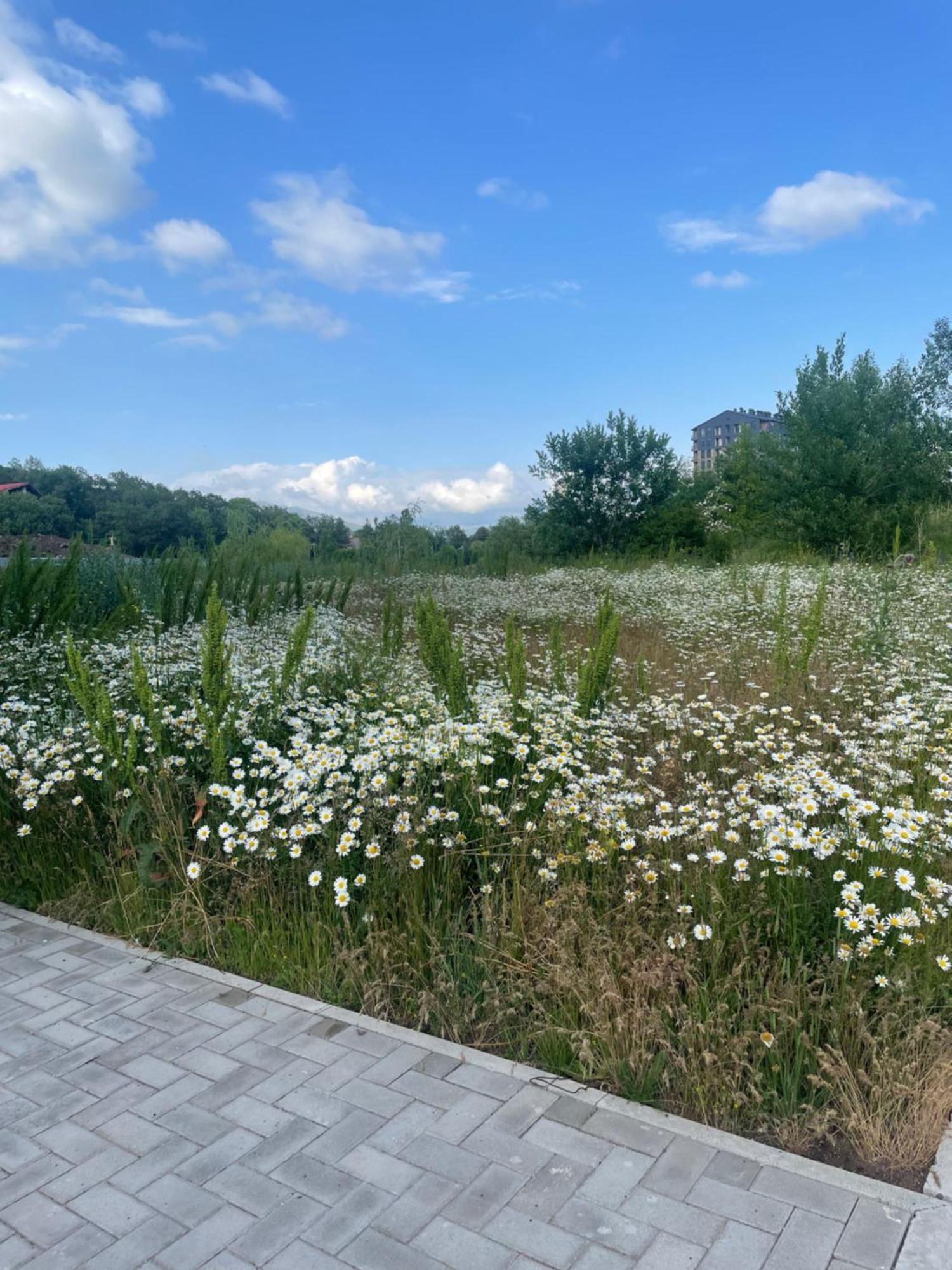 Tsaghkadzor Alvina Complex Lägenhet Exteriör bild